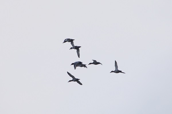 Foto - Bu sulak alan 46 kuş türünün mola noktası oldu