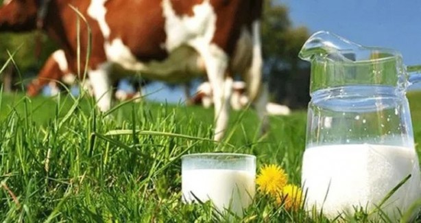 Foto - Bu sütü içmek zararlıymış! Aman sağlığınızdan olmayın 