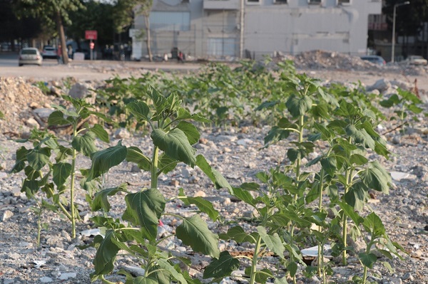 Foto - Bu tablo herkesi duygulandırdı! Depremde çöken dükkandan şaşırtan görüntü
