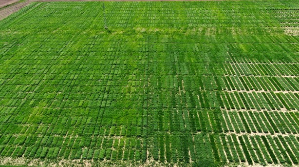 Foto - Bu tarla Türk tarımına tarih yazdıracak! Dünyayı peşine düşürecek proje ortaya çıktı