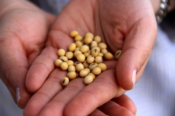 Foto - Bu tarla Türk tarımına tarih yazdıracak! Dünyayı peşine düşürecek proje ortaya çıktı