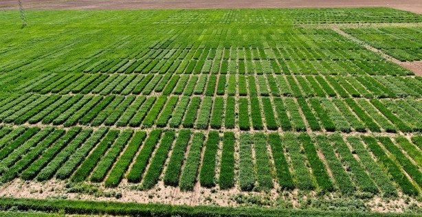 Foto - Bu tarla Türk tarımına tarih yazdıracak! Dünyayı peşine düşürecek proje ortaya çıktı