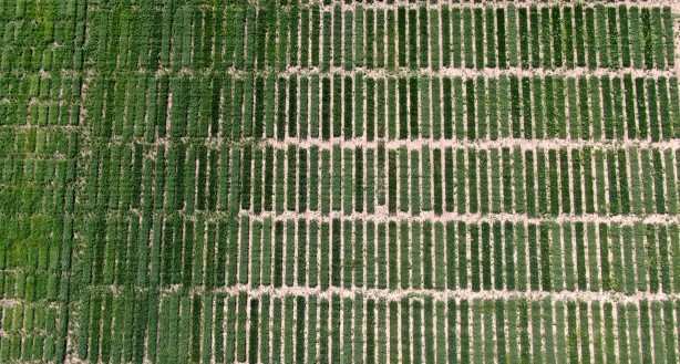 Foto - Bu tarla Türk tarımına tarih yazdıracak! Dünyayı peşine düşürecek proje ortaya çıktı