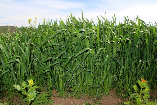 Foto - Bu tarla Türk tarımına tarih yazdıracak! Dünyayı peşine düşürecek proje ortaya çıktı