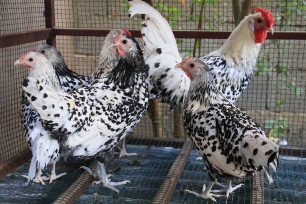 Foto - Bu tavuklar resmen altın yumurtluyor! Yurt dışı fiyatı inanılmaz...