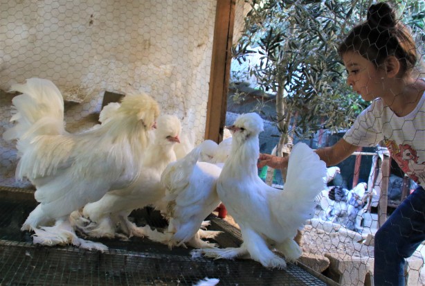 Foto - Bu tavuklar resmen altın yumurtluyor! Yurt dışı fiyatı inanılmaz...