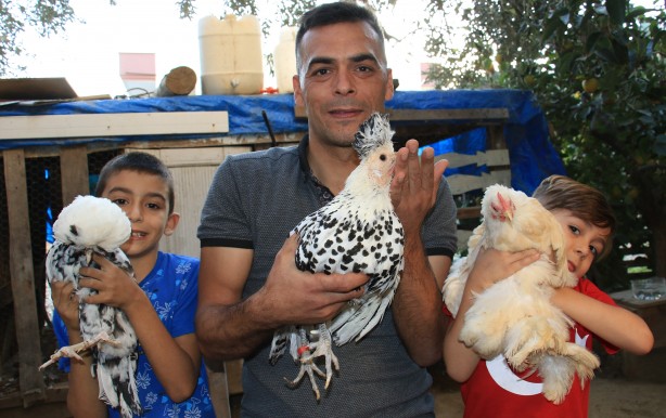 Foto - Bu tavuklar resmen altın yumurtluyor! Yurt dışı fiyatı inanılmaz...