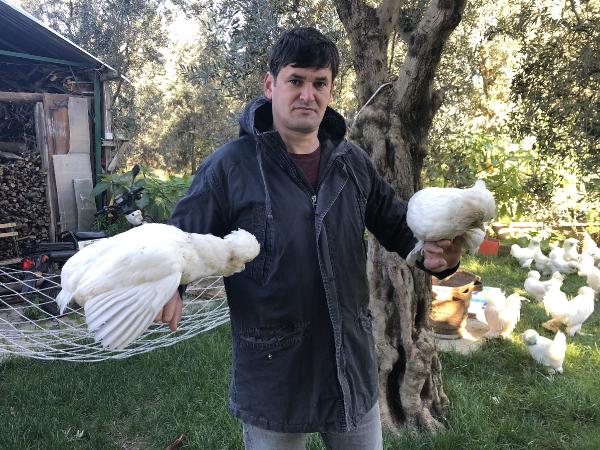 Bu tavukların tanesi 10 bin TL!