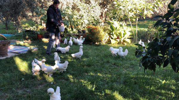 Foto - Bu tavukların tanesi 10 bin TL!