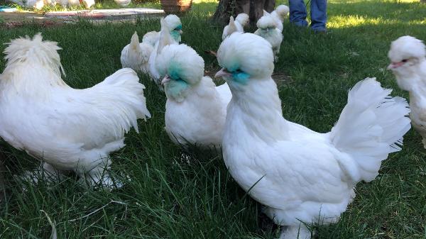 Foto - Bu tavukların tanesi 10 bin TL!