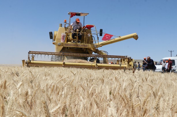 Foto - Bu tohum Türkiye'yi ayağa kaldıracak! 9 ay önce ekti ve aldığı sonuç şaşkına çevirdi