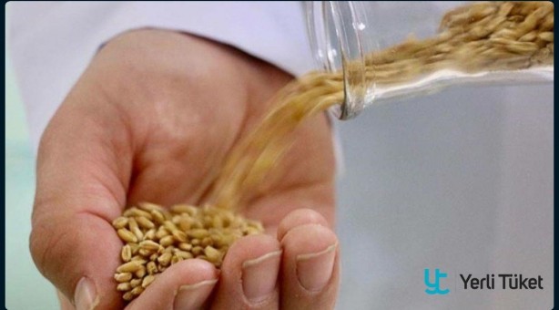 Foto - Bu tohumlar kuraklığa resmen meydan okuyor! Çiftçilerin gözdesi oldu