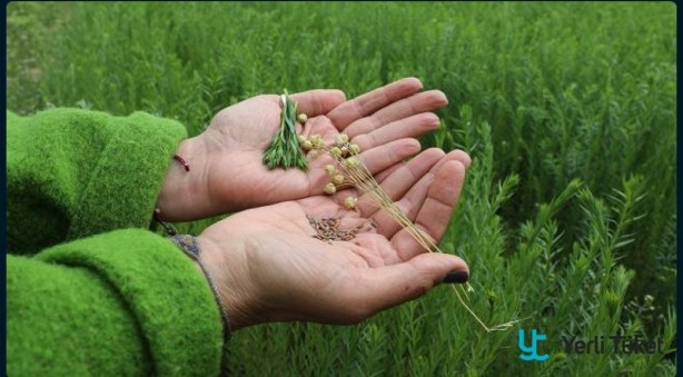 Bu tohumlar kuraklığa resmen meydan okuyor! Çiftçilerin gözdesi oldu