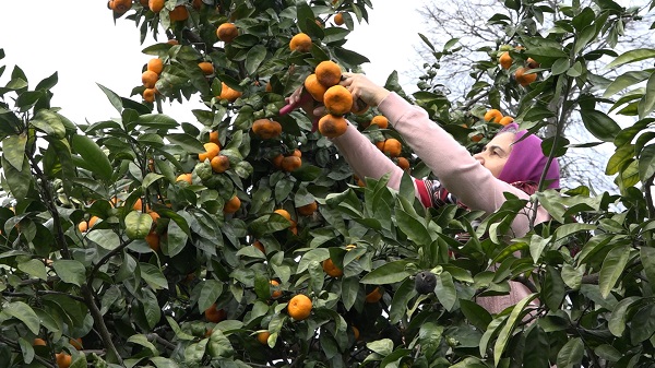 Foto - Bu topraklar çok bereketli! 