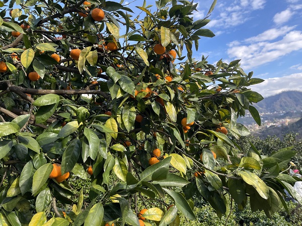 Foto - Bu topraklar çok bereketli! 