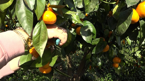 Foto - Bu topraklar çok bereketli! 