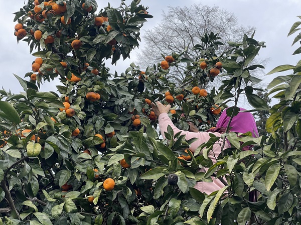 Foto - Bu topraklar çok bereketli! 