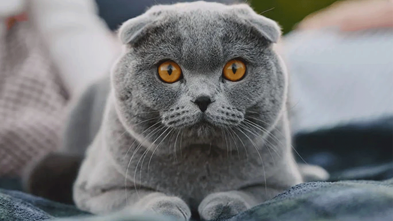 Foto - Bu tür kedisi olanlar dikkat! Resmen yasaklandı!