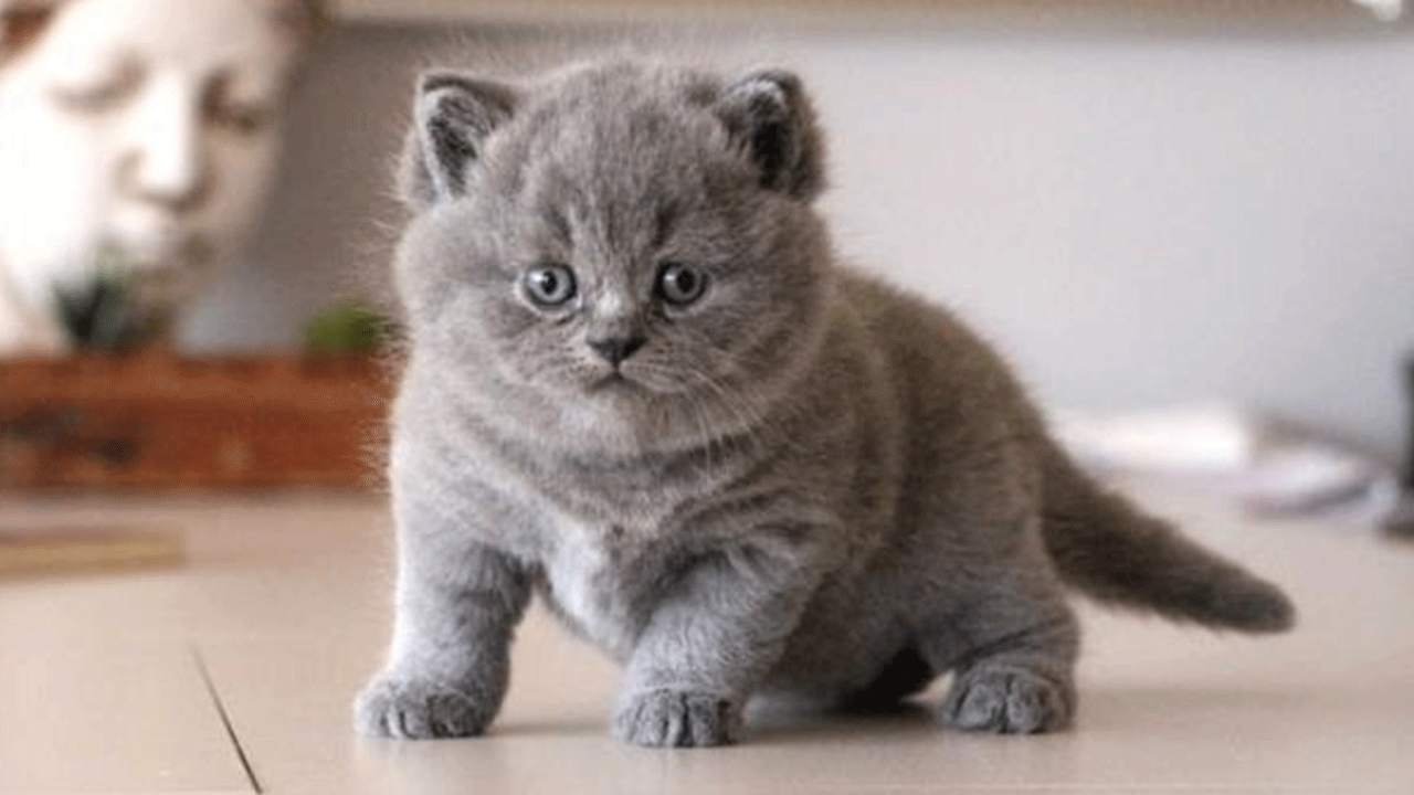 Foto - Bu tür kedisi olanlar dikkat! Resmen yasaklandı!