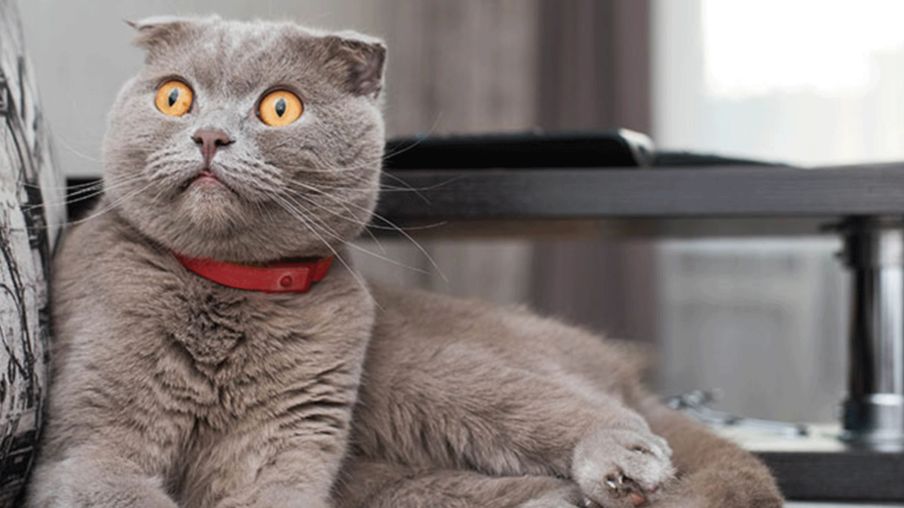 Foto - Bu tür kedisi olanlar dikkat! Resmen yasaklandı!