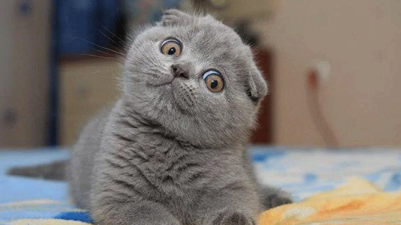 Bu tür kedisi olanlar dikkat! Resmen yasaklandı!