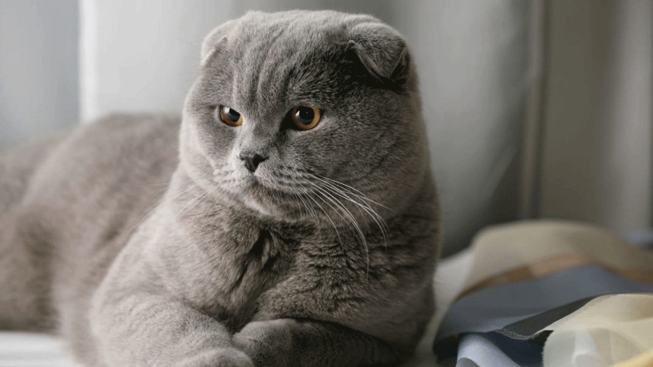 Foto - Bu tür kedisi olanlar dikkat! Resmen yasaklandı!