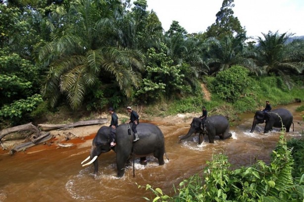 Foto - Bu tür yok olmak üzere!