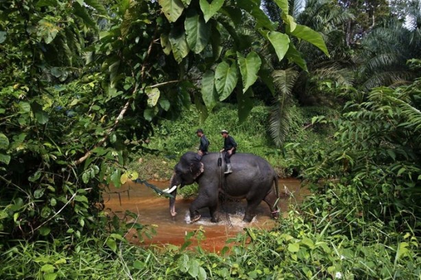 Foto - Bu tür yok olmak üzere!