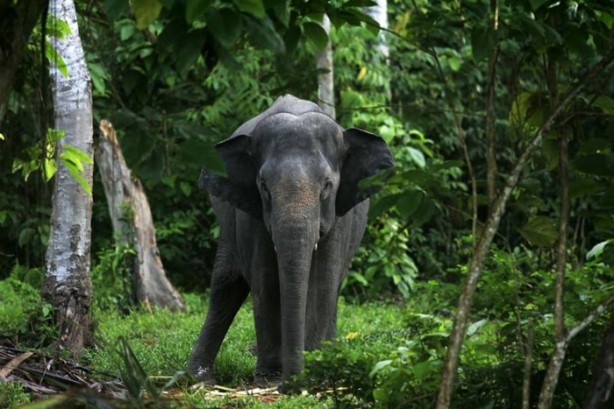 Foto - Bu tür yok olmak üzere!