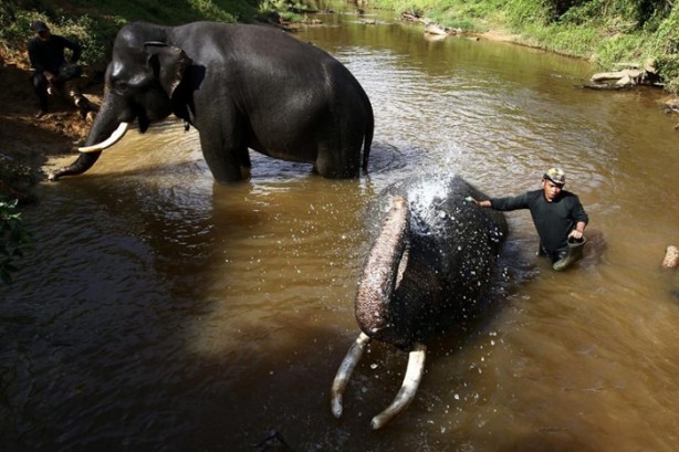 Foto - Bu tür yok olmak üzere!
