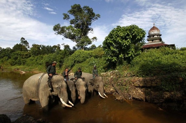 Foto - Bu tür yok olmak üzere!
