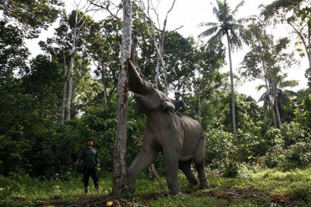 Foto - Bu tür yok olmak üzere!