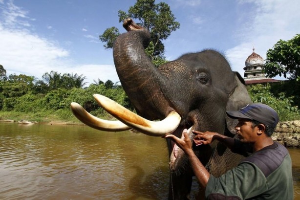 Foto - Bu tür yok olmak üzere!