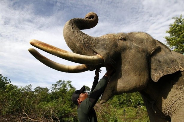 Foto - Bu tür yok olmak üzere!