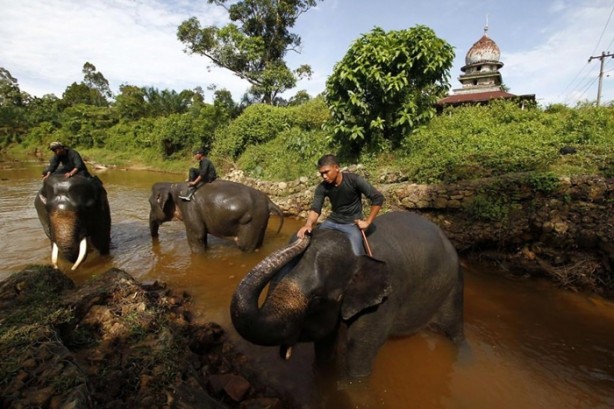 Foto - Bu tür yok olmak üzere!
