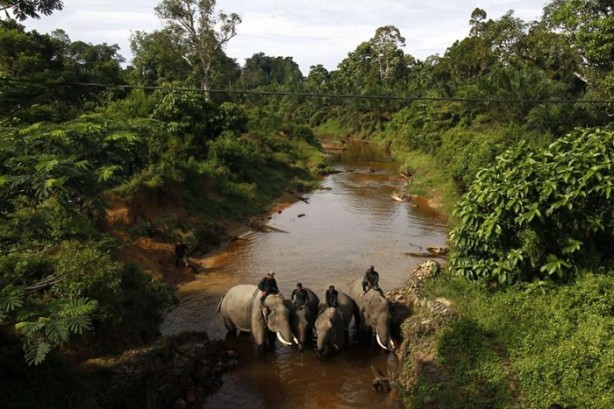 Foto - Bu tür yok olmak üzere!