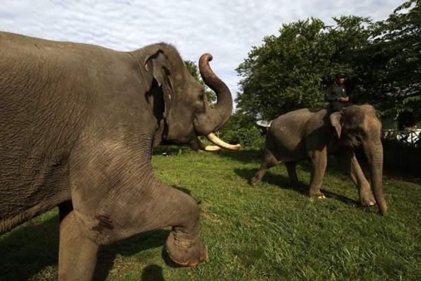 Foto - Bu tür yok olmak üzere!