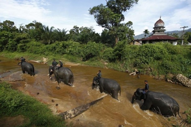 Foto - Bu tür yok olmak üzere!