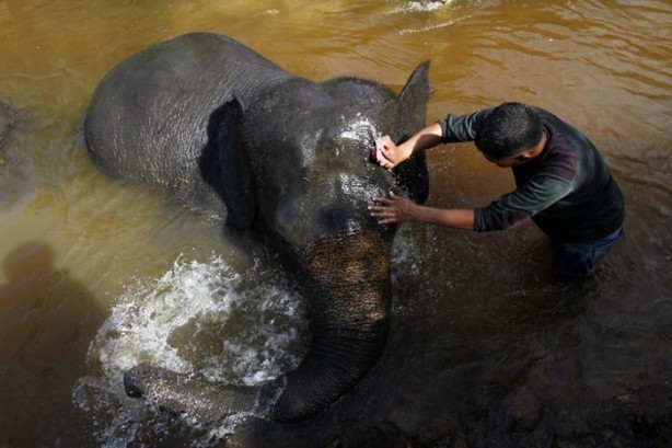 Foto - Bu tür yok olmak üzere!