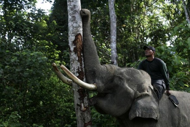 Foto - Bu tür yok olmak üzere!