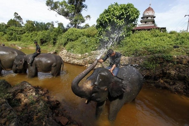 Bu tür yok olmak üzere!