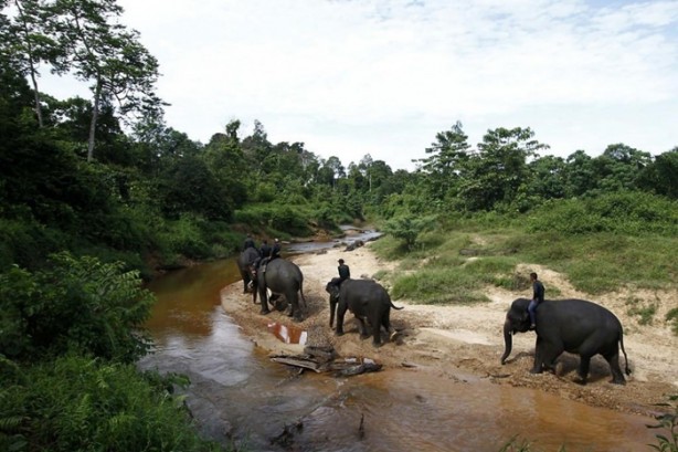 Foto - Bu tür yok olmak üzere!