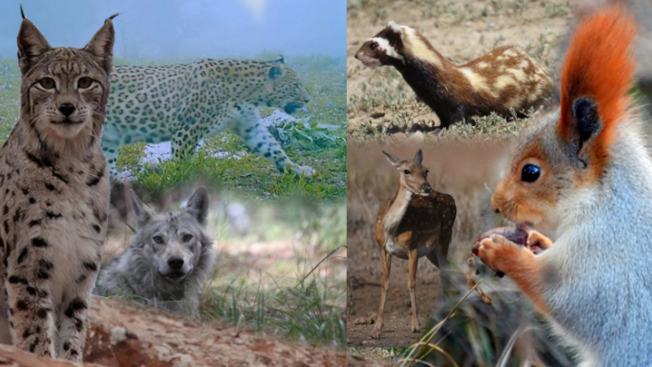 Bu türleri ilk kez duymuş olabilirsiniz! Türkiye'nin en değerli 34 hayvanı belli oldu