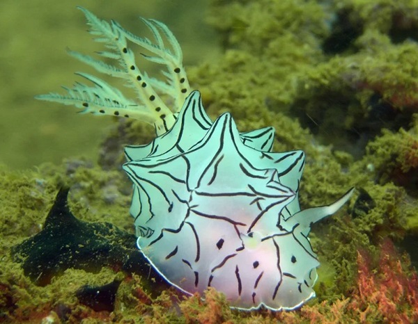 Foto - Bu türlerin hepsi 2013'te keşfedildi