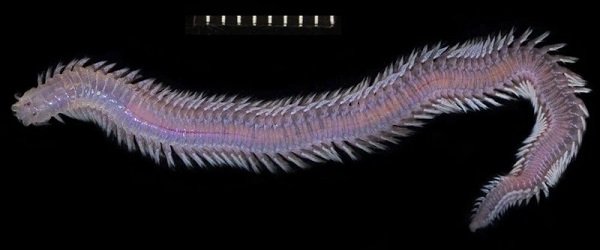 Foto - Bu türlerin hepsi 2013'te keşfedildi