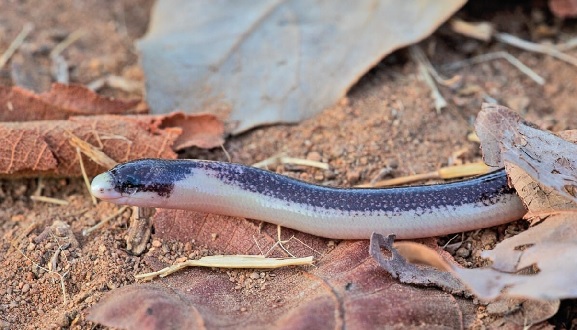 Foto - Bu türlerin hepsi 2013'te keşfedildi