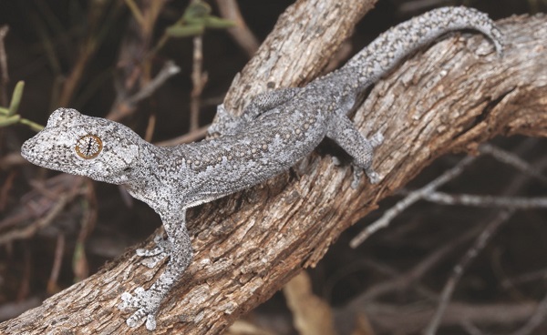 Foto - Bu türlerin hepsi 2013'te keşfedildi