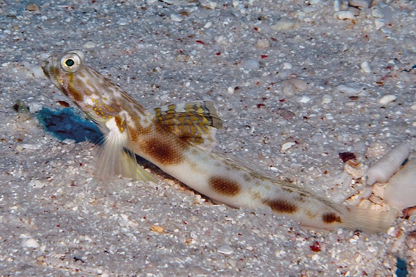 Foto - Bu türlerin hepsi 2013'te keşfedildi