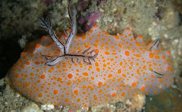 Foto - Bu türlerin hepsi 2013'te keşfedildi