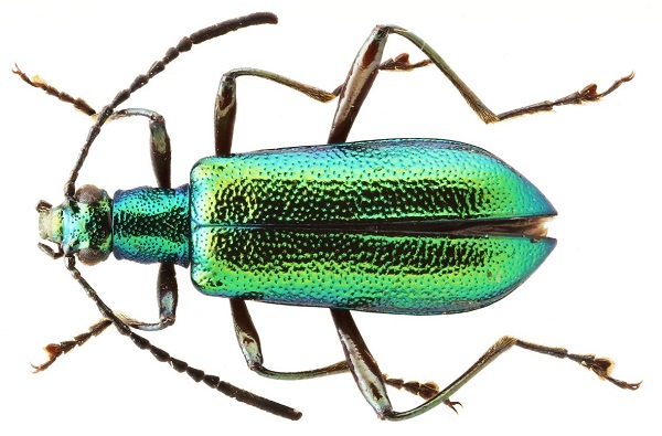 Foto - Bu türlerin hepsi 2013'te keşfedildi